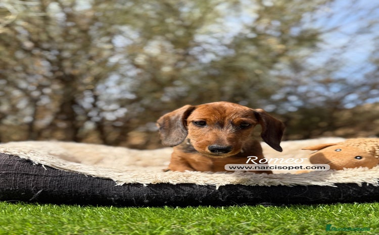 Teckel Miniatura perros - Anuncio 3