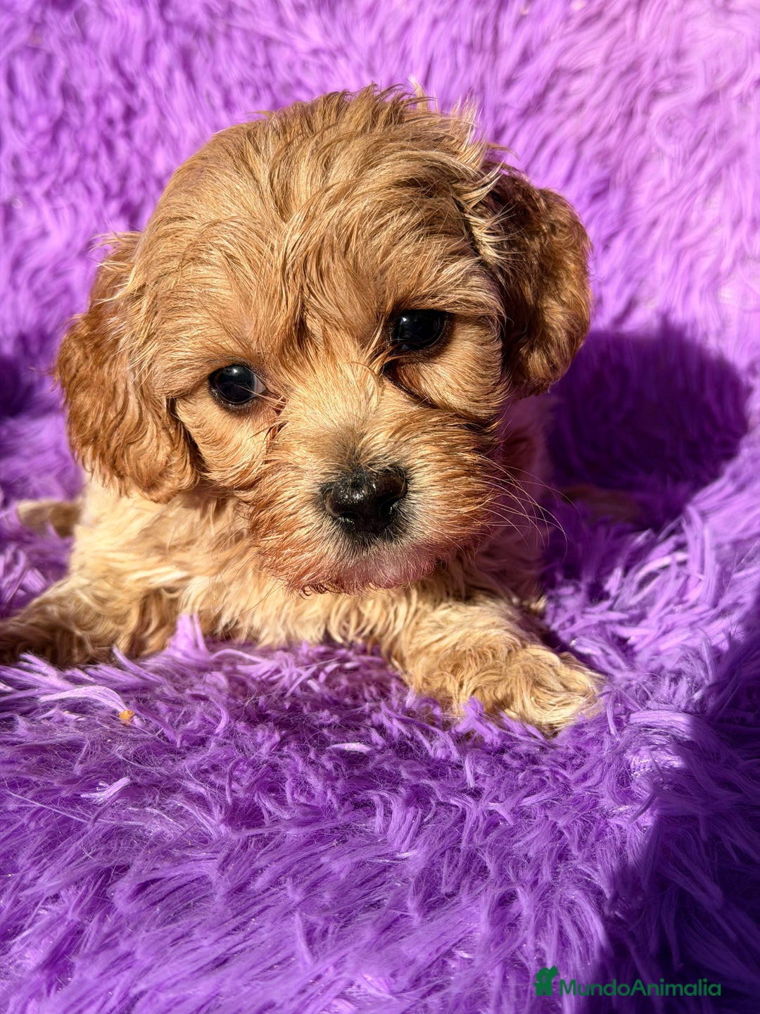 Maltipoo perros en venta: Maltipoo Minitoy  - Anuncio 4