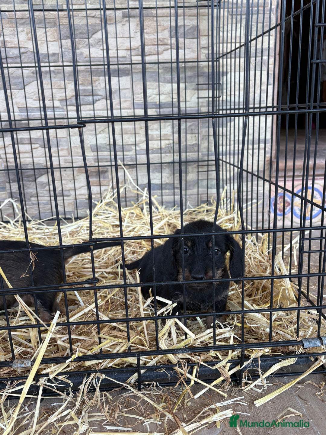 Teckel Miniatura perros en venta: Teckel mini pelo duro  - Anuncio 6