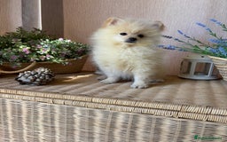 Pomerania perros en venta: Pomerania macho con toda la vacunación y chip. - Imagen 3