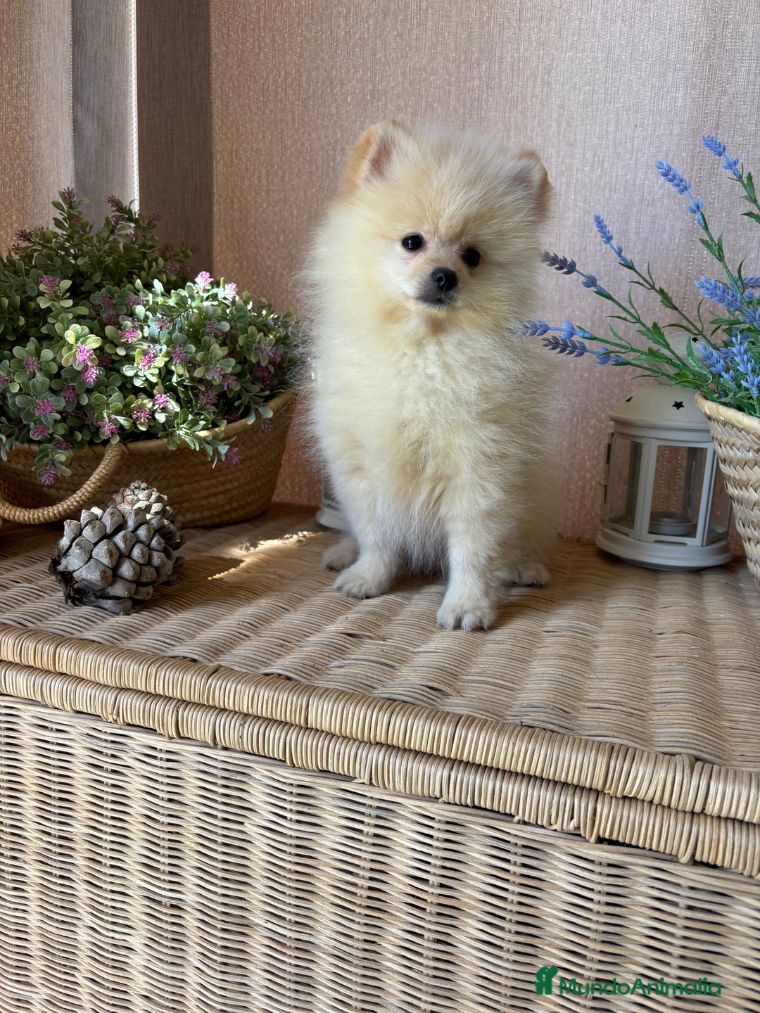 Pomerania perros en venta: Pomerania macho con toda la vacunación y chip. - Imagen 3