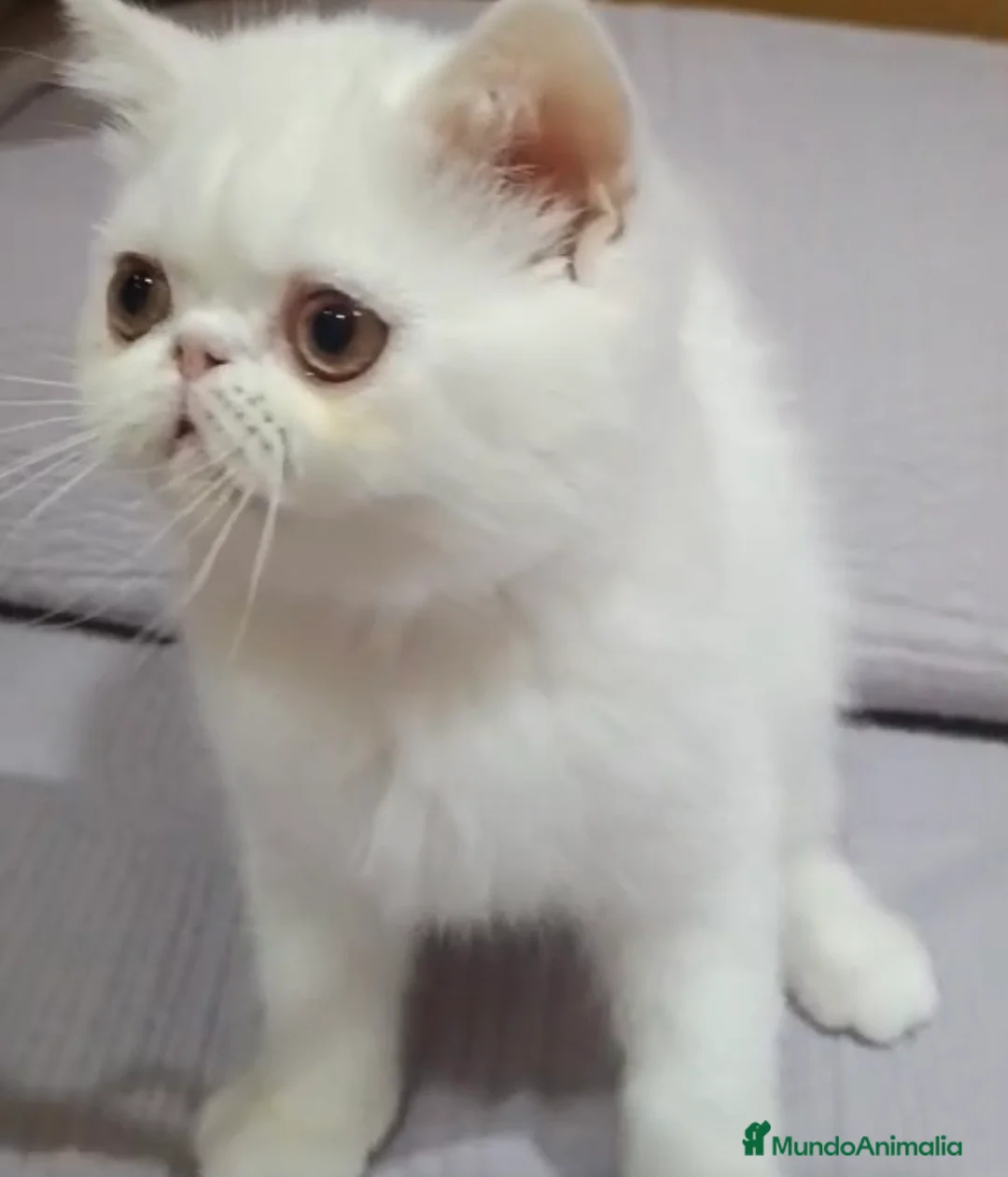 Exótico de Pelo Corto gatos en venta: Persa pelo corto - Exotico - Anuncio 1