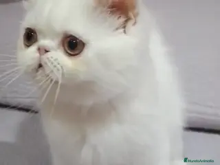 Exótico de Pelo Corto gatos Persa pelo corto - Exotico - Anuncio 4