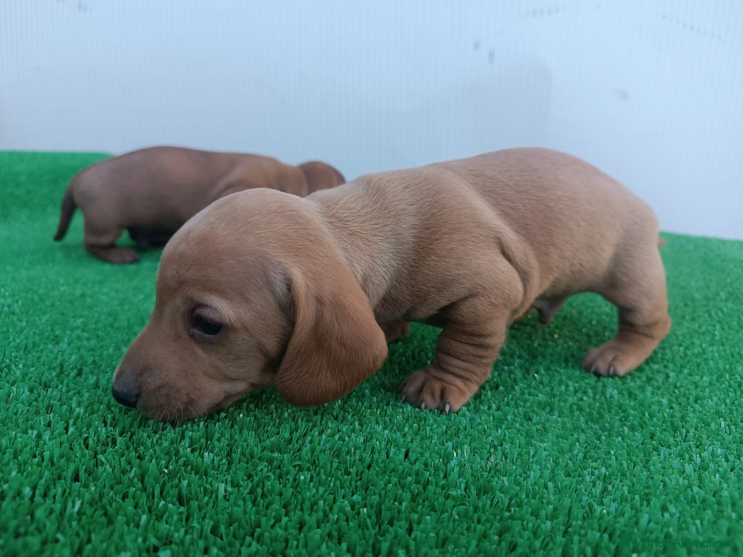 Teckel perros en venta: Teckel kanichen  - Anuncio 8