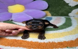 Yorkshire Terrier perros en venta: Yorkshire Terrier - Imagen 2