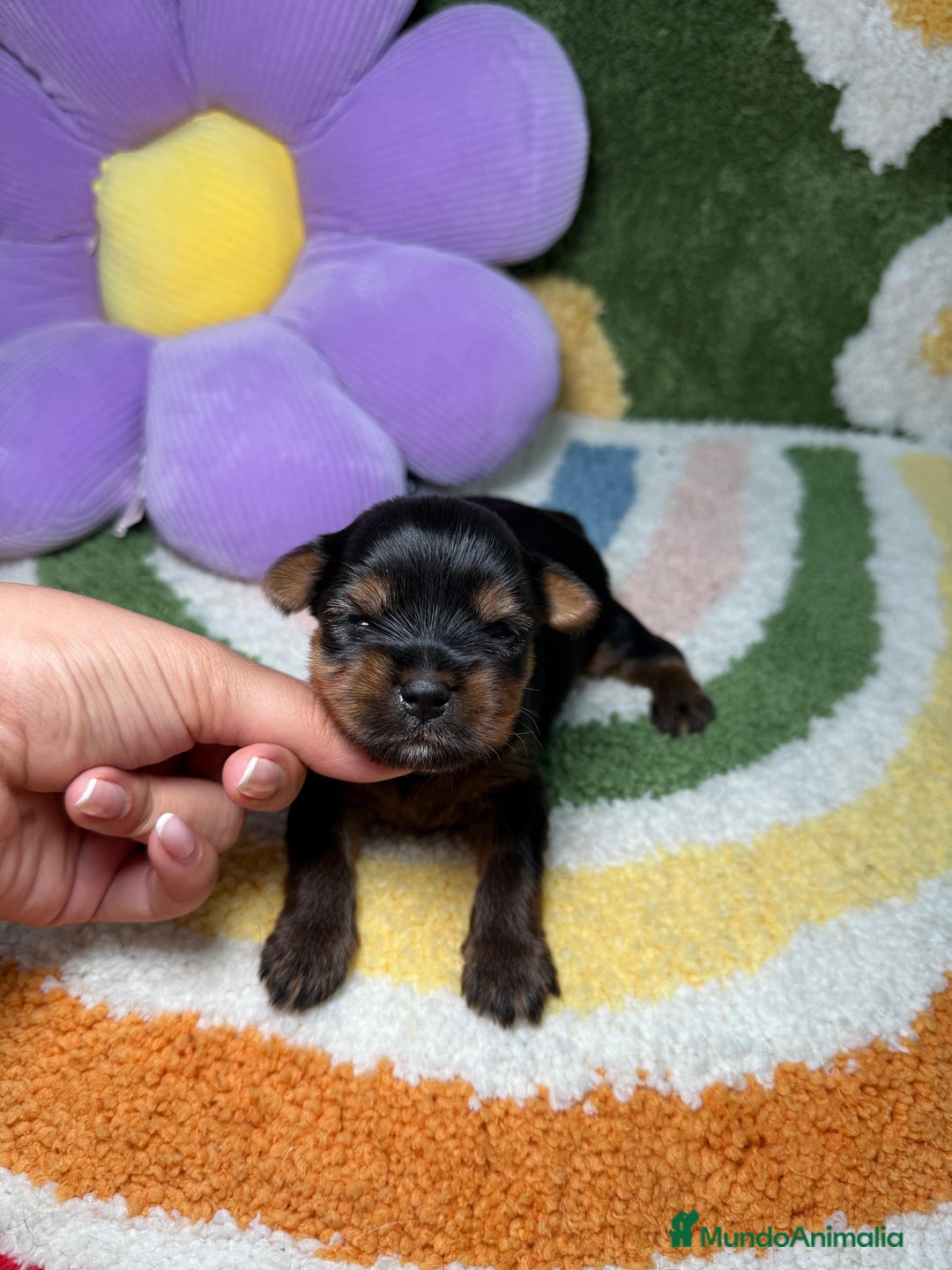 Yorkshire Terrier perros en venta: Yorkshire Terrier - Imagen 2