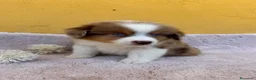 Pastor Miniatura Americano perros en venta: Cachorros de pastor americano merle  - Anuncio 3