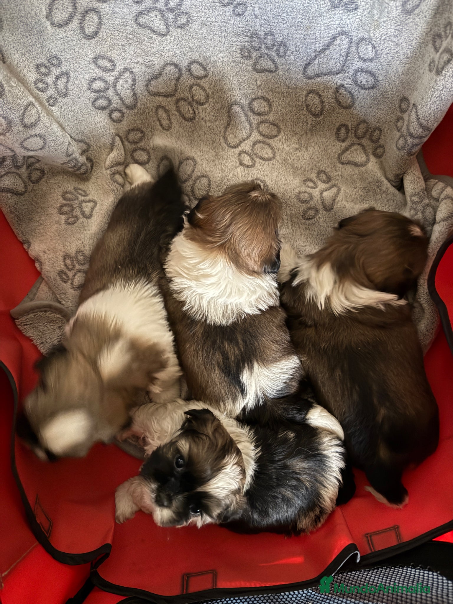 Shih Tzu perros Shihtzu  - Anuncio 2