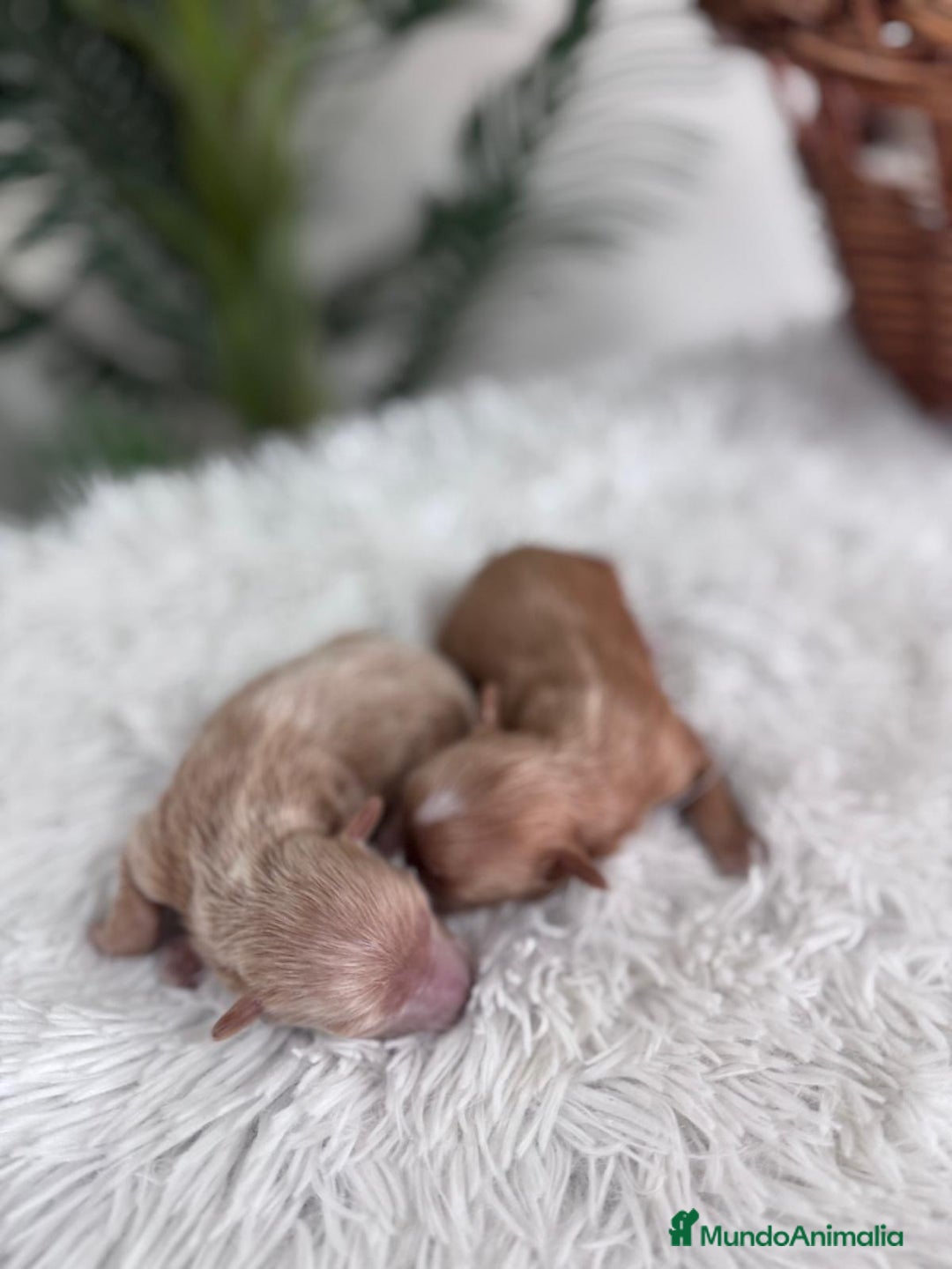 Maltipoo perros en venta: MALTIPOO MACHO - Imagen 13