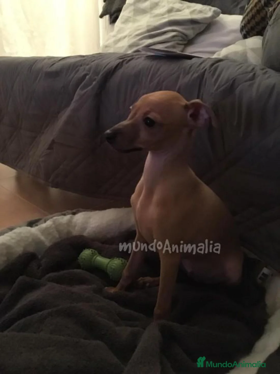 Imagen de galería {{count}}