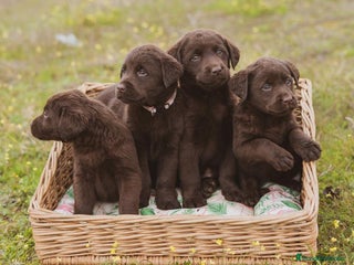 Labrador Retriever perros en Madrid - Anuncio 30