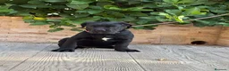 Cane Corso perros en venta: Cachorras de cane corso  - Anuncio 11