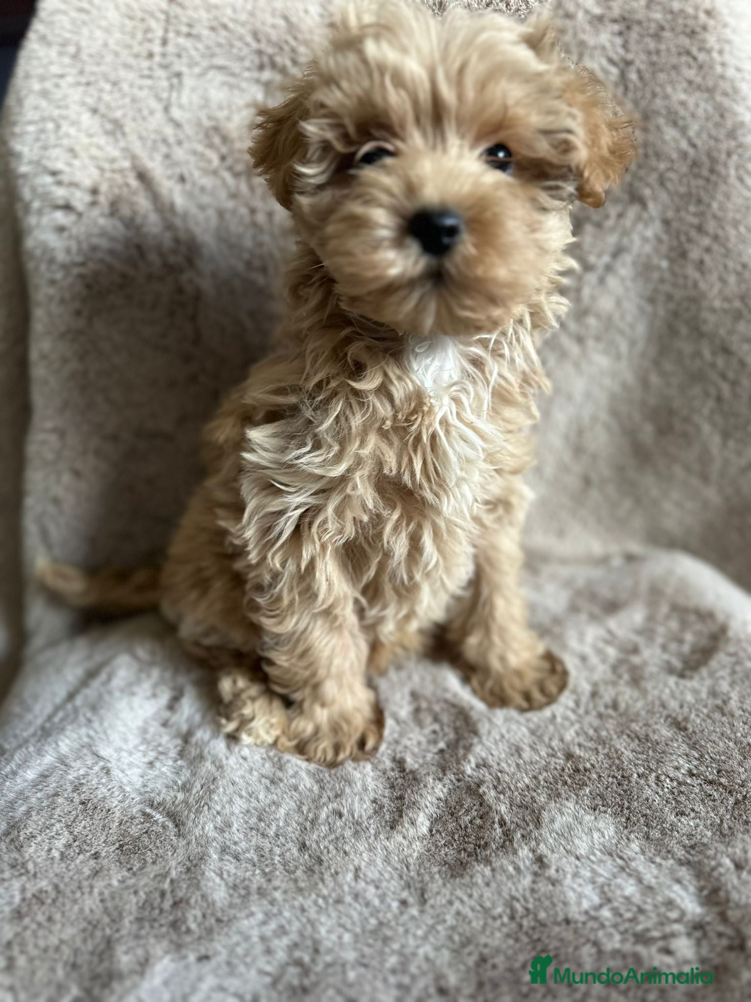 Maltipoo perros Maltipoo macho  - Anuncio 2