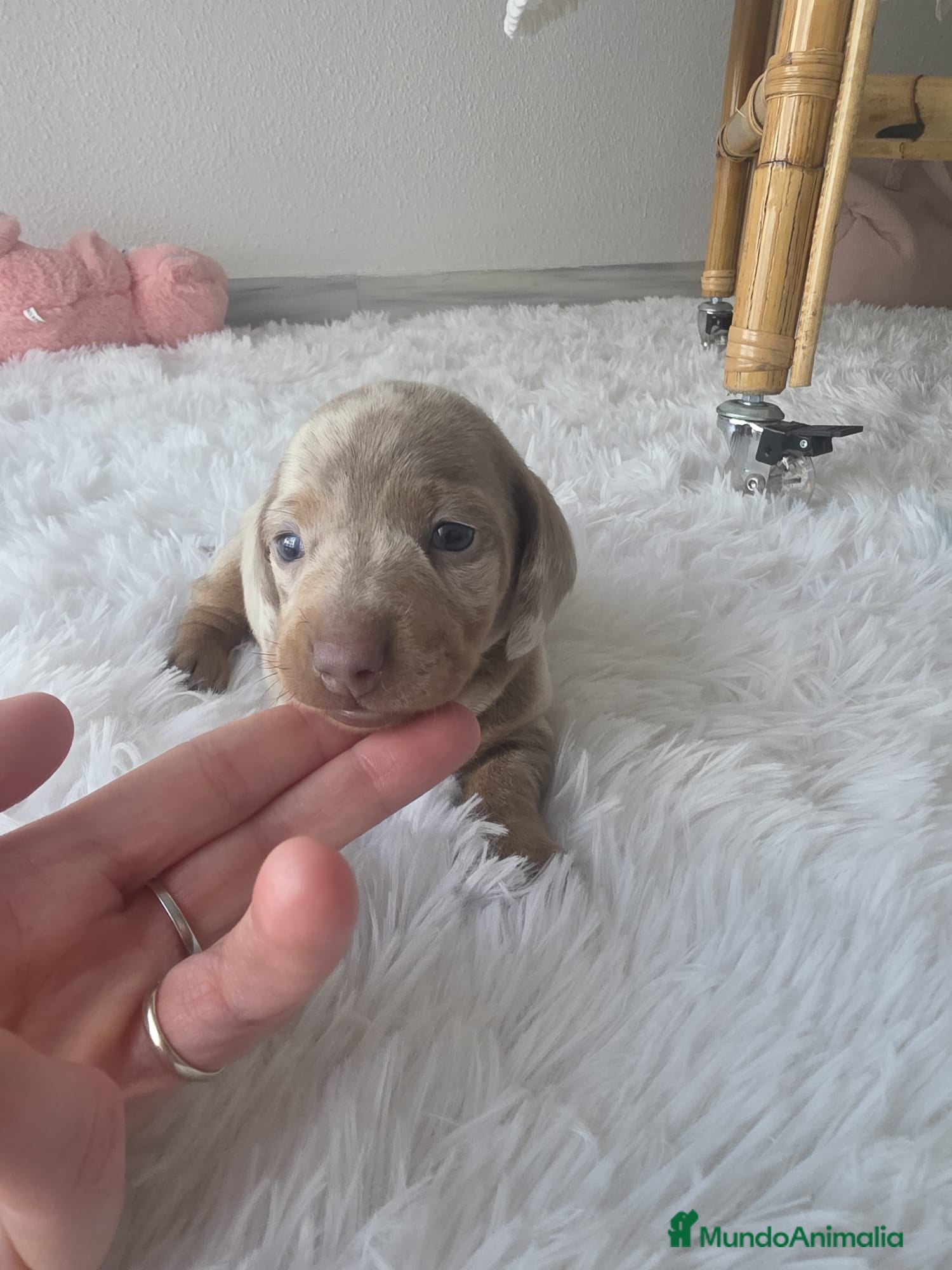 Teckel Miniatura perros TECKEL KANNINCHEN MINIATURA - Anuncio 3