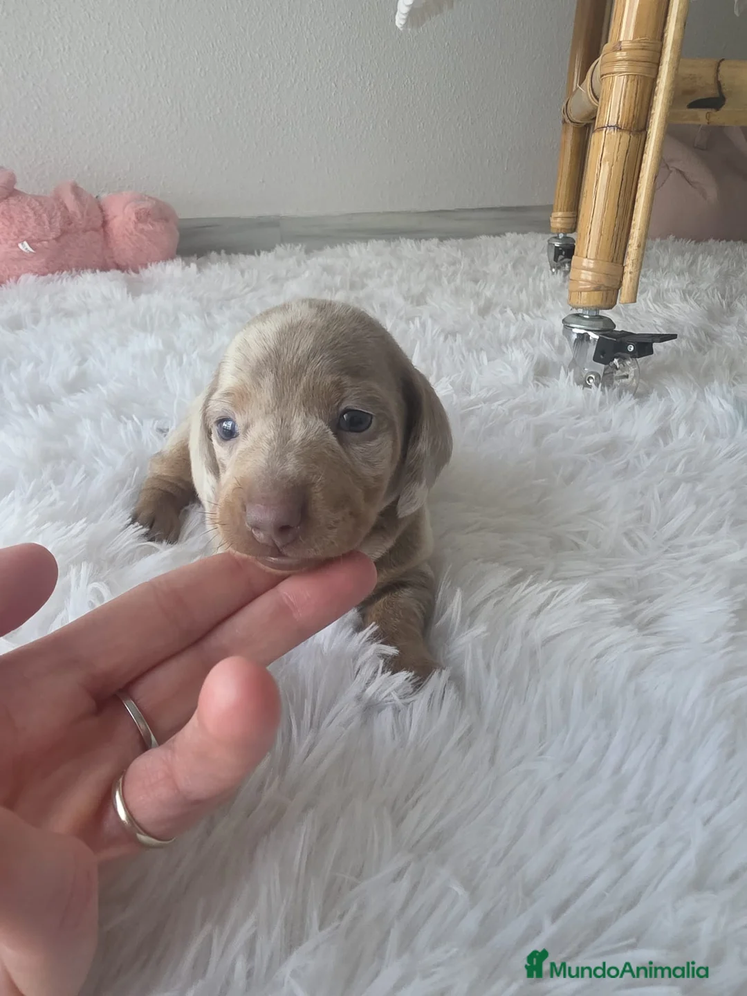 Teckel Miniatura perros en venta: TECKEL KANNINCHEN MINIATURA - Anuncio 1