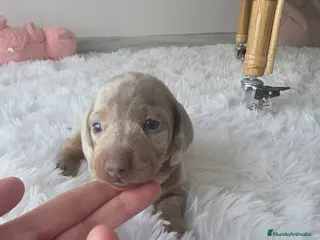 Teckel Miniatura perros TECKEL KANNINCHEN MINIATURA - Anuncio 3