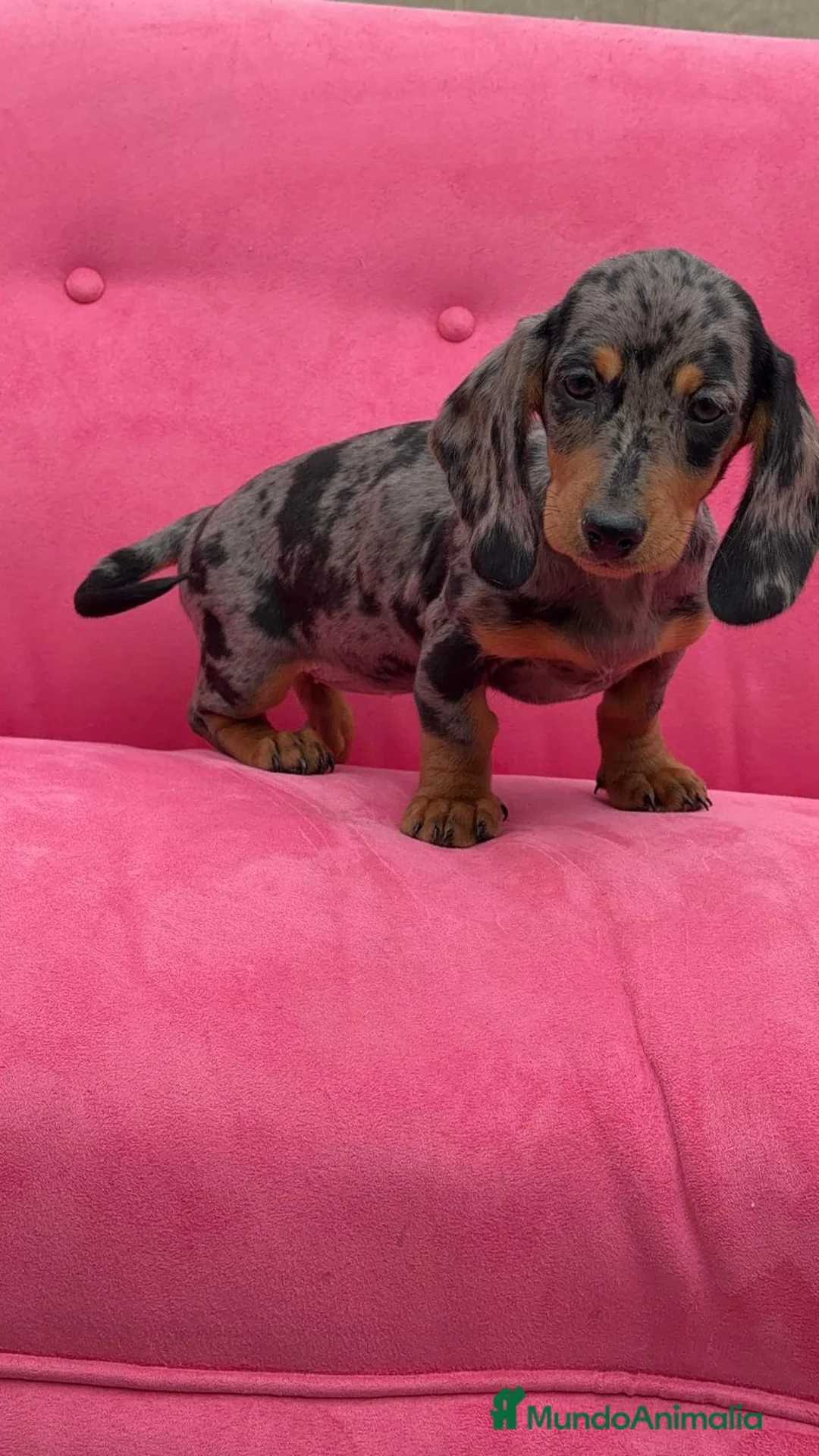 Teckel Miniatura perros en venta: Teckel Arlequín plata Macho y Hembra  - Anuncio 2