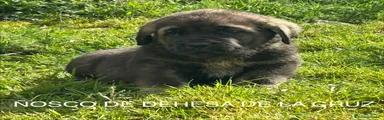 Mastín Español Cachorro 1