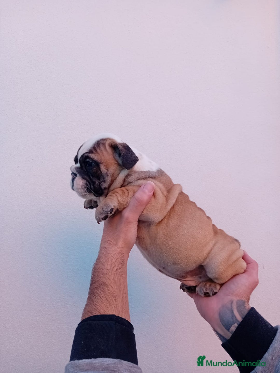 Bulldog Inglés perros en venta: Burló inglés  - Anuncio 5