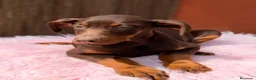 Dobermann perros en venta: Doberman chocolate americana  - Anuncio 2