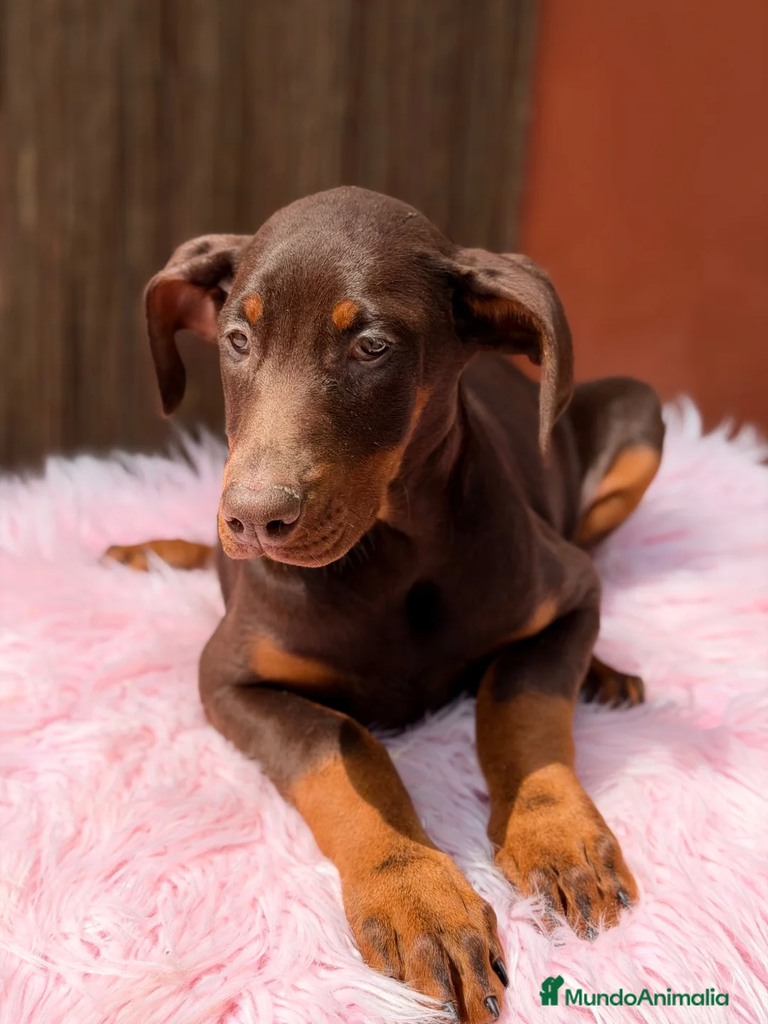 Dobermann perros en venta: Doberman chocolate americana  - Anuncio 2