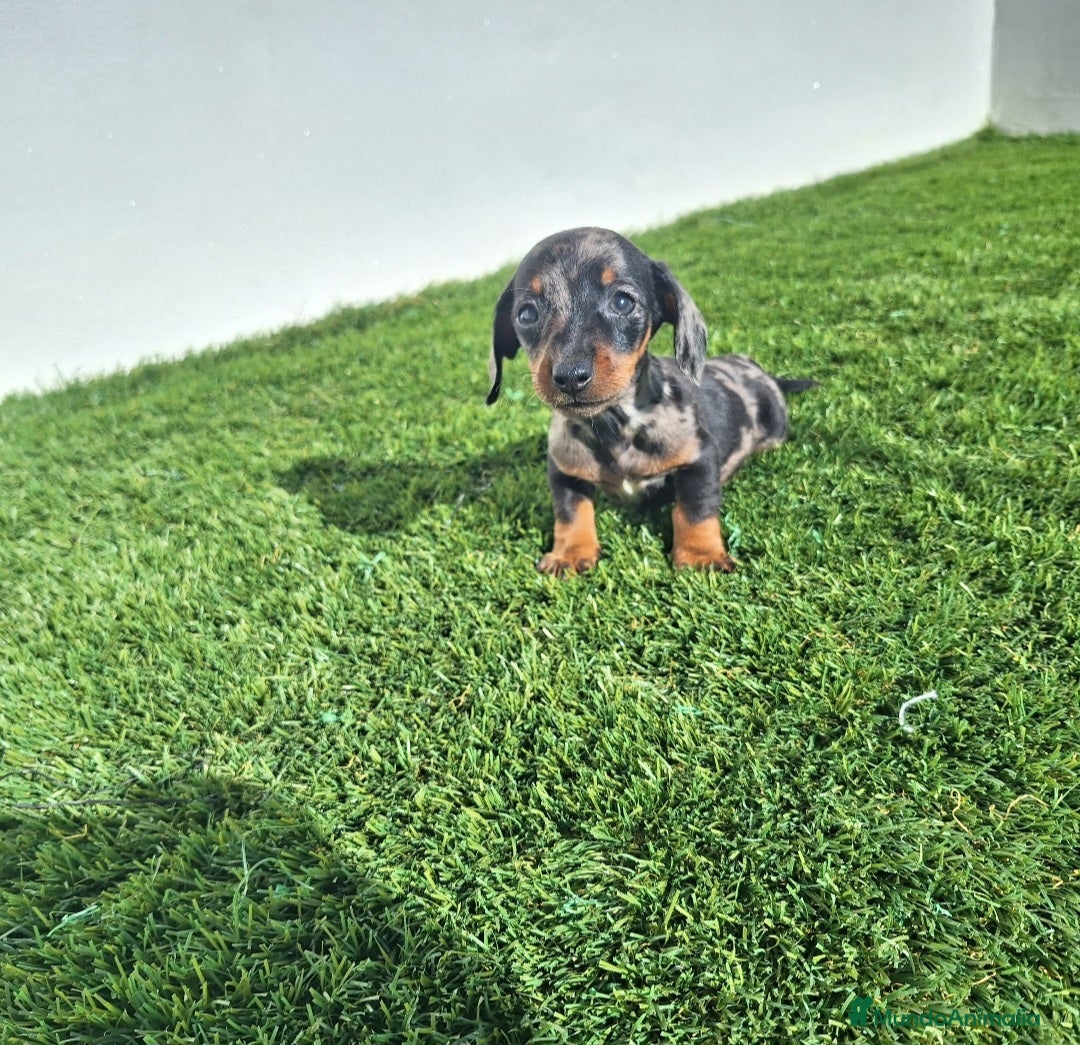 Teckel Miniatura perros en venta: TECKEL KANINCHEN ARLEQUIN PLATA  - Anuncio 2
