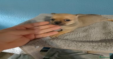 Chihuahua perros - Propaganda 12