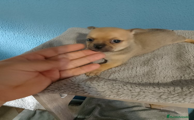 Chihuahua perros - Propaganda 2