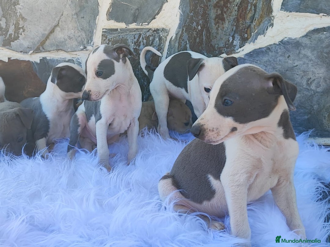 Whippet perros en venta: WHIPPET Blanco y blue  - Imagen 3