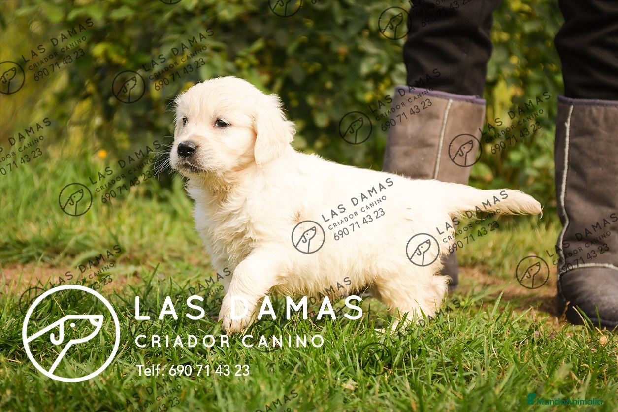 Golden Retriever perros Golden retriever disponibles.  - Anuncio 1