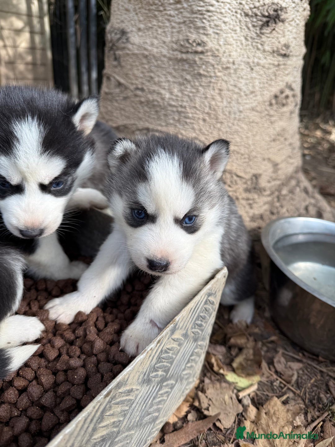 Husky Siberiano perros en venta: CAMADA HUSKY SIBERIANO - Anuncio 11