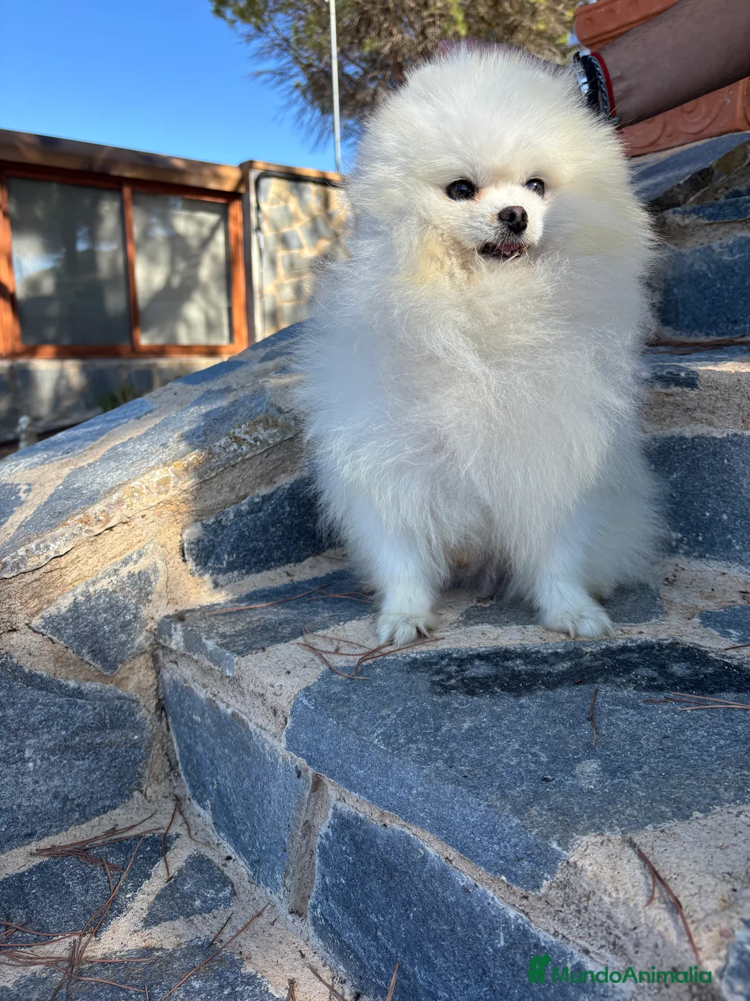 Pomerania perros en venta: Pomerania muy bonitos !!! - Anuncio 5