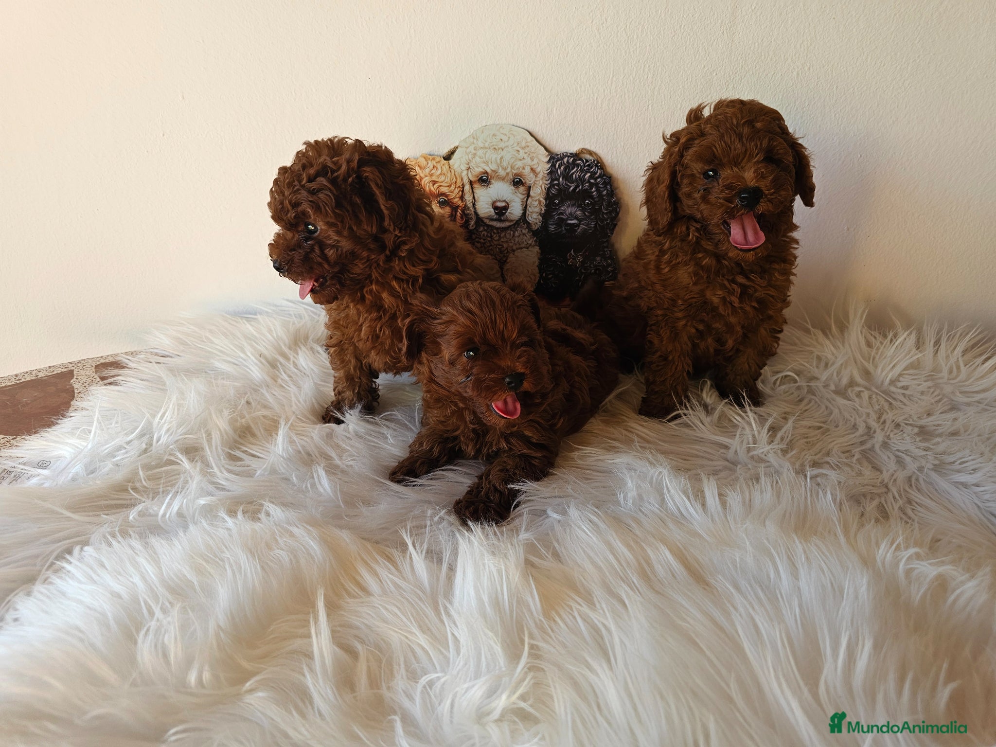 Caniche Toy perros CANICHES LINEA ASIATICA CALIDAD ALTA - Anuncio 1