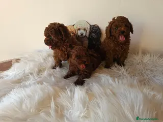 Caniche Toy perros CANICHES LINEA ASIATICA CALIDAD ALTA - Anuncio 1