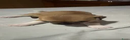 Chihuahua perros en venta: Chihuahua - Anuncio 2