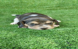 Beagle perros en venta: Beagle - Imagen 11
