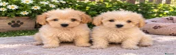 Maltipoo perros en venta: PRECIOSOS MALTIPOO - Anuncio 1