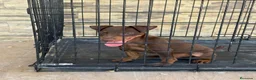 Terrier Alemán de Caza perros en venta: Cachorro Jagd terrier chocolate  - Anuncio 1