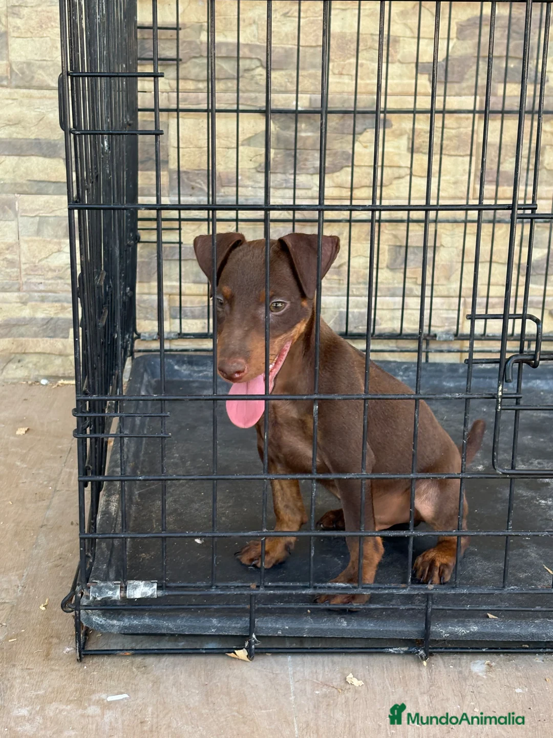 Terrier Alemán de Caza perros en venta: Cachorro Jagd terrier chocolate  - Anuncio 1