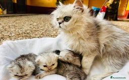 Persa gatos en venta: Gatos Persa camada - Imagen 4