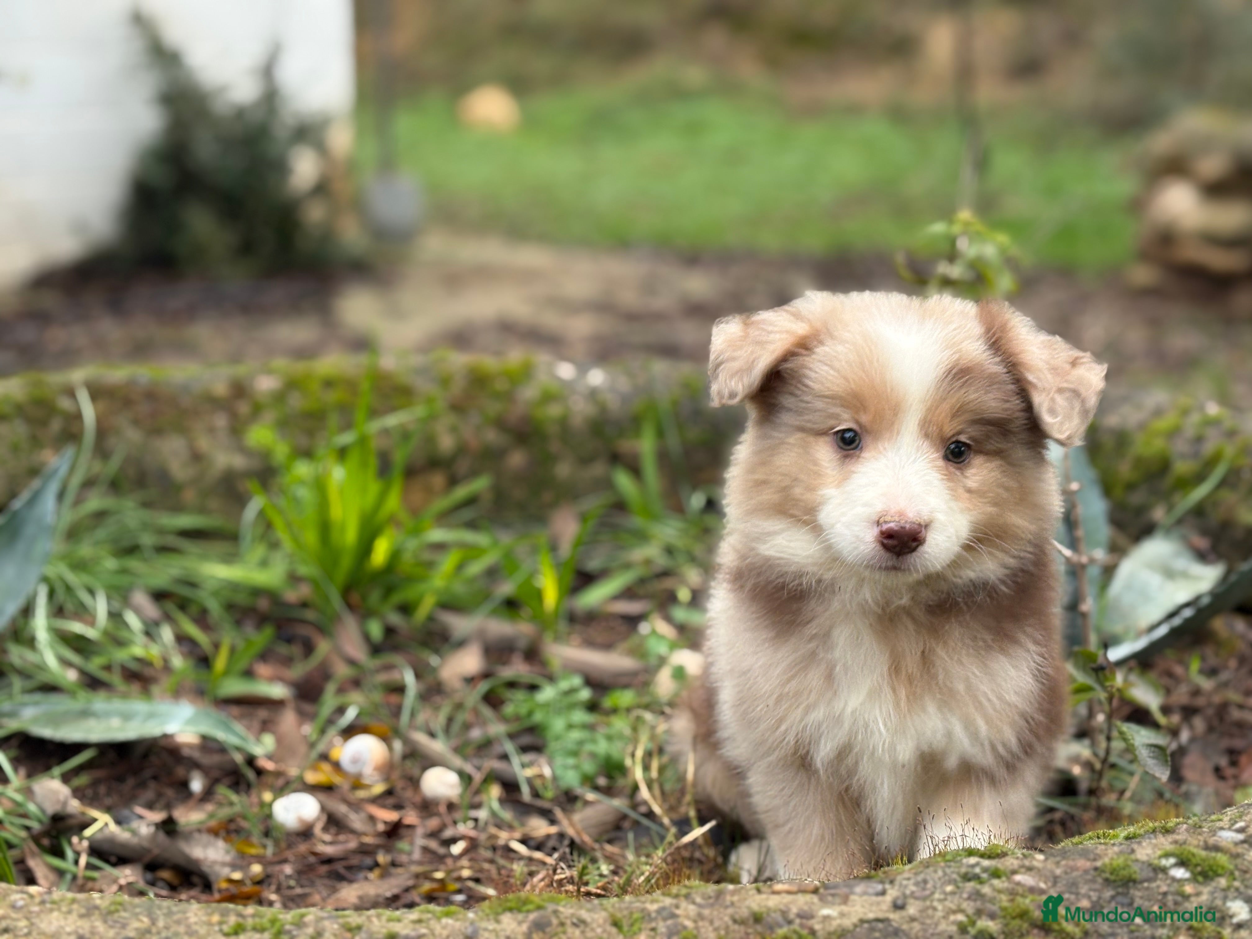 Border Collie perros 🐾 Border Collie exclusivos 🐾 - Anuncio 26