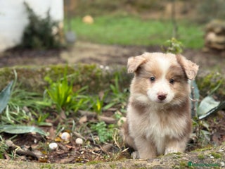 Border Collie perros 🐾 Border Collie exclusivos 🐾 - Anuncio 26