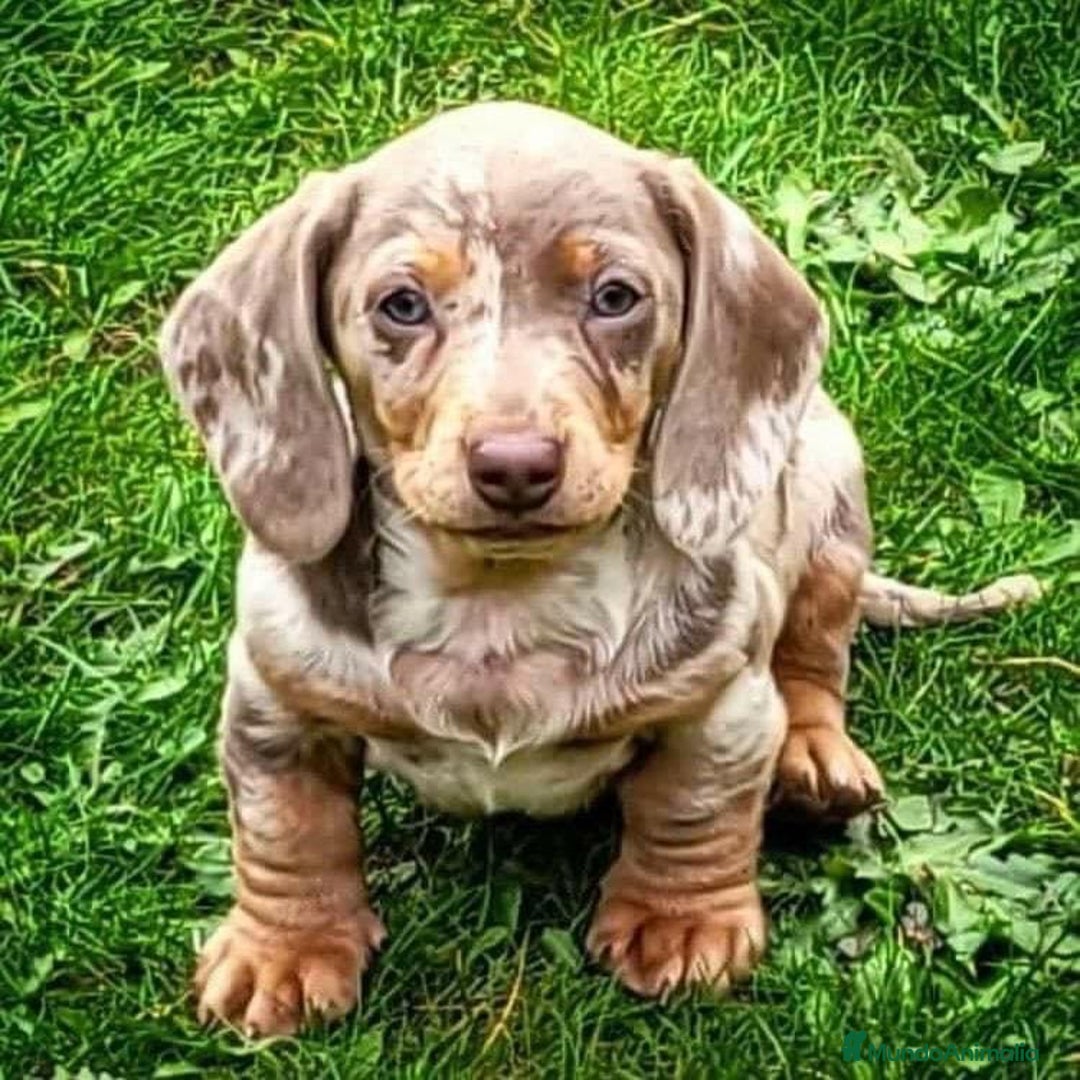 Teckel perros en venta: SELECCIÓN A NOVEL NACIONAL DE MINIATURAS !!!!! - Imagen 1