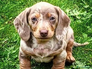 Teckel perros SELECCIÓN A NOVEL NACIONAL DE MINIATURAS !!!!! - Anuncio 18