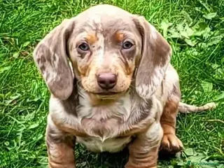 Teckel perros SELECCIÓN A NOVEL NACIONAL DE MINIATURAS !!!!! - Anuncio 16