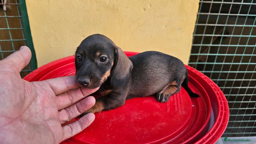 Teckel perros en venta: Cachorritas de teckel  - Imagen 2