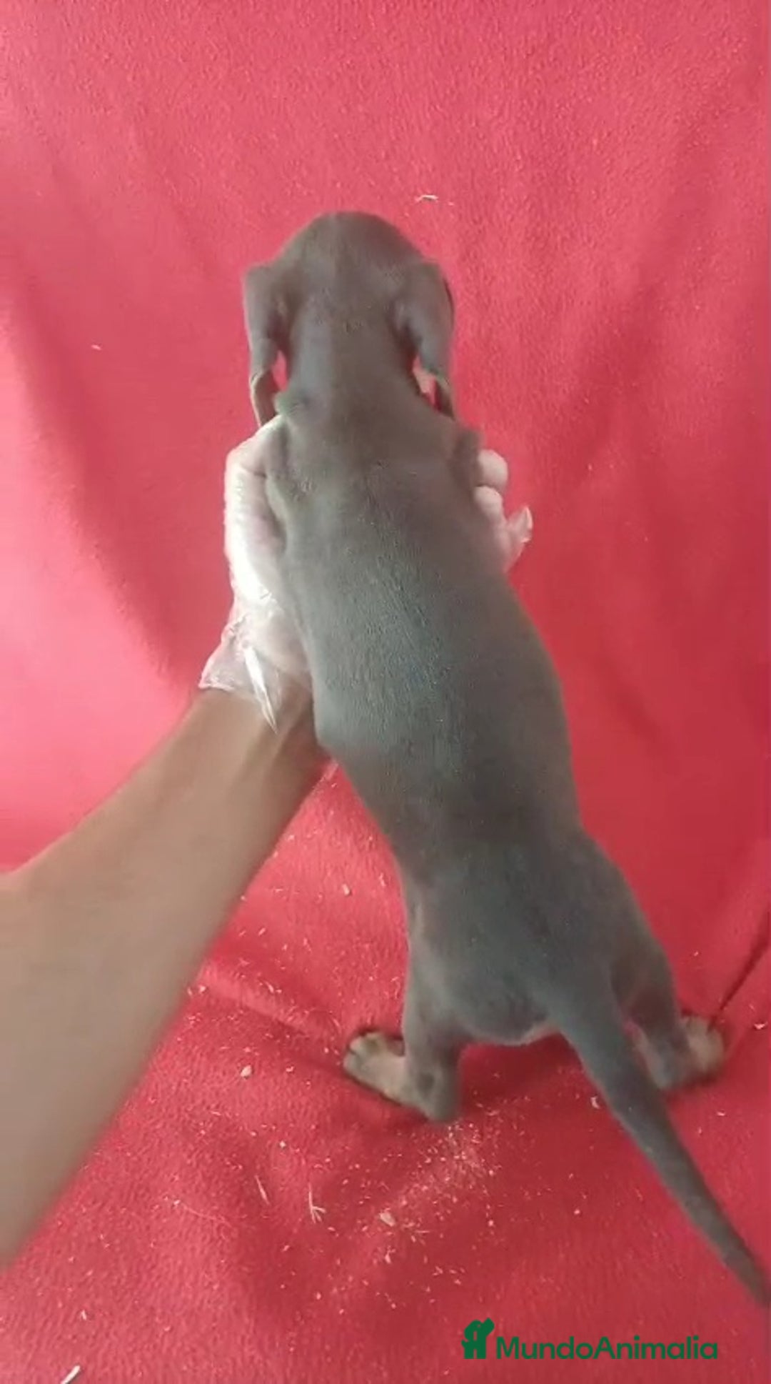 Teckel Miniatura perros en venta: Teckel Miniatura Blue  - Imagen 4