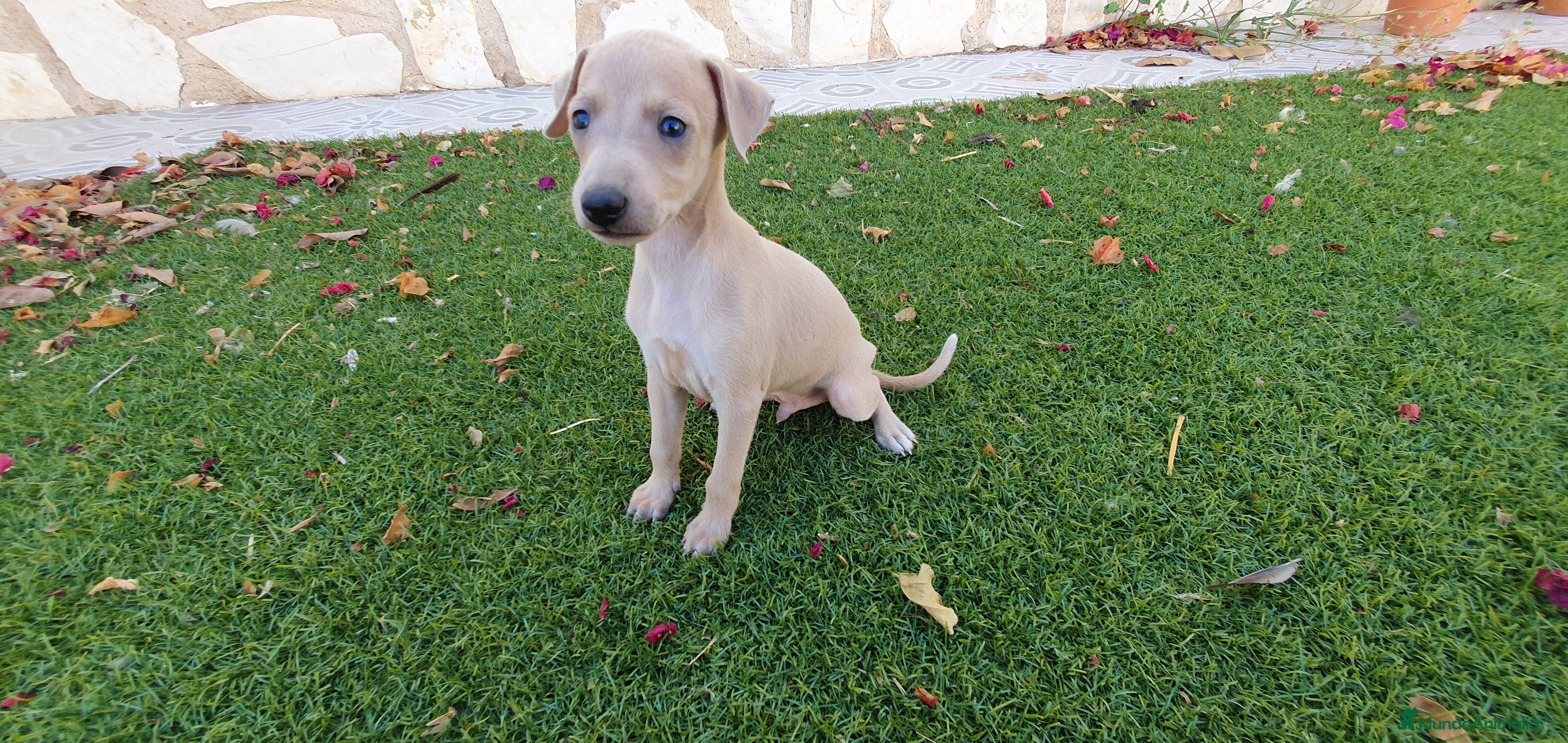 Pequeño Lebrel Italiano perros Galgo Piccolo Enano cachorro macho - Anuncio 2