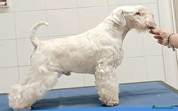 Schnauzer Miniatura perros en venta: Schnauzer blancos camada disponible  - Imagen 4