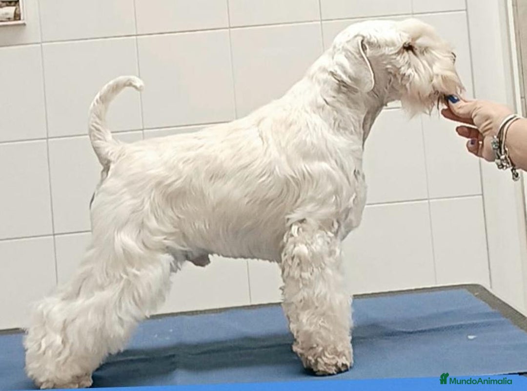 Schnauzer Miniatura perros en venta: Schnauzer blancos camada disponible  - Imagen 4